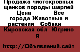 Продажа чистокровных щенков породы шарпей › Цена ­ 8 000 - Все города Животные и растения » Собаки   . Кировская обл.,Югрино д.